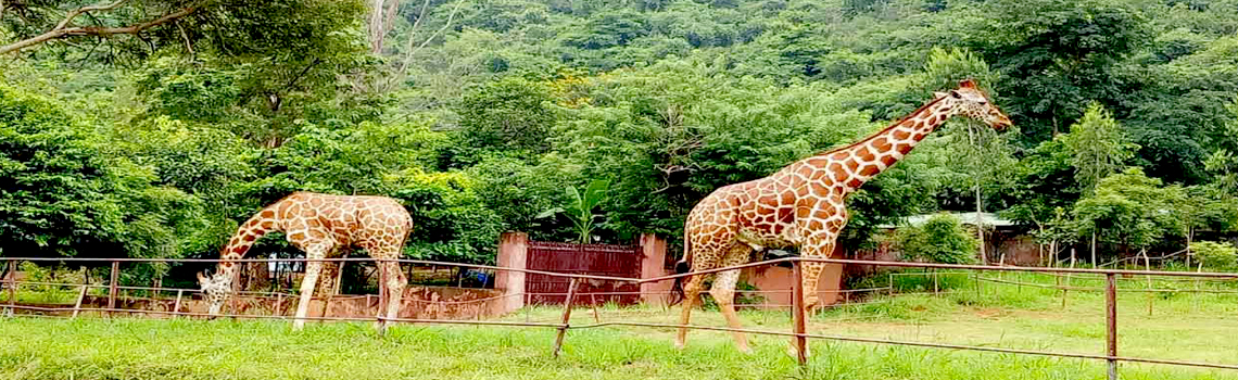 Indira Gandhi Zoological Park