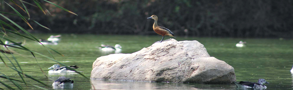 Jambughoda Wildlife Sanctuary