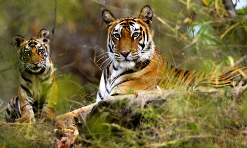 Jim Corbett National Park