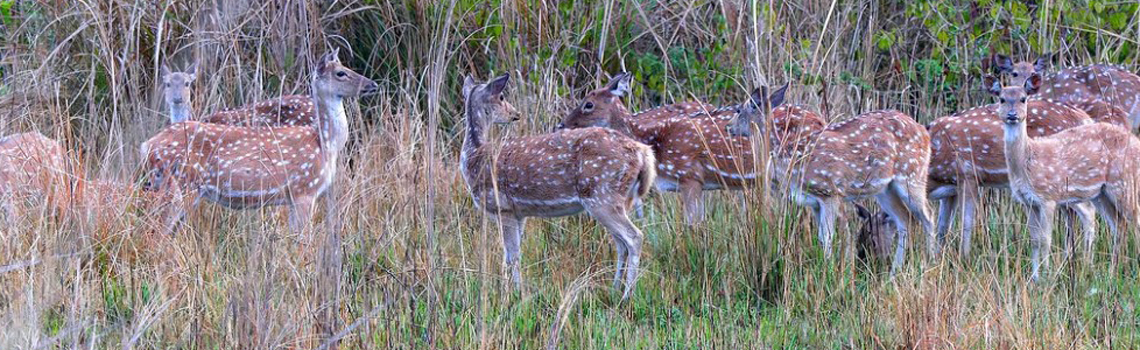 Jim Corbett National Park