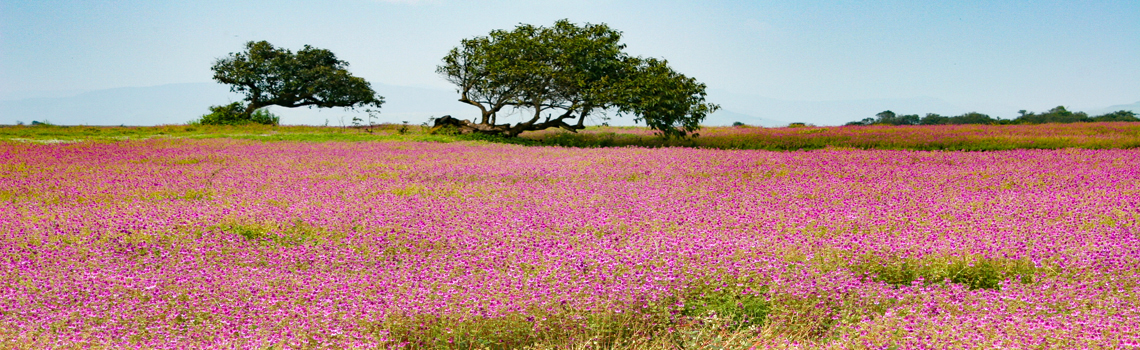 Kaas plateau