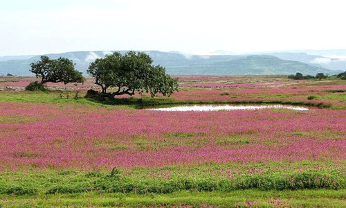 Kaas plateau