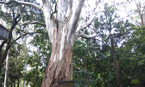 Kalyani Eucalyptus tree