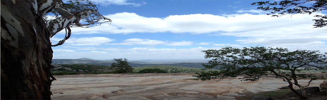 Kalyani Eucalyptus tree