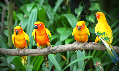 Karnala Bird Sanctuary