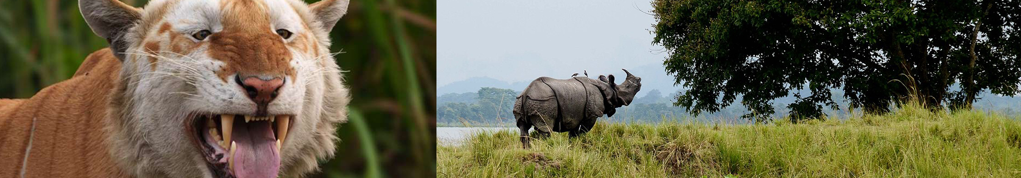 Kaziranga National Park