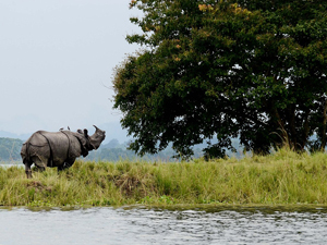 Kaziranga National Park