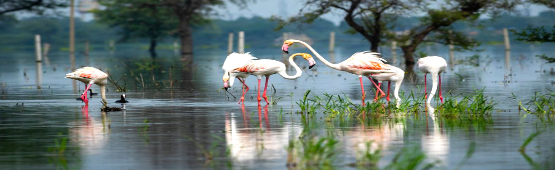 Keoladeo National Park, Near Agra