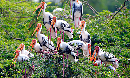 Keoladeo National Park, Near Agra