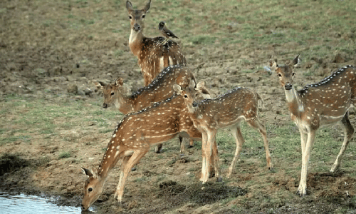 Kishtwar National Park