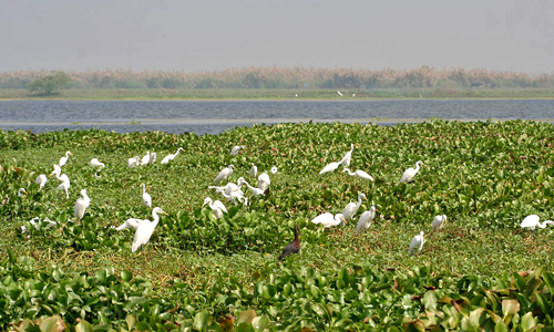 Kolleru Lake & Sanctuary