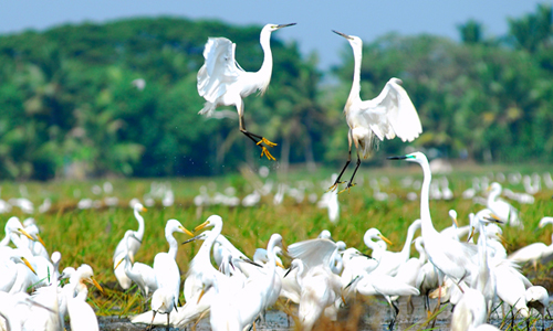 Kumarakom Bird Sanctuary