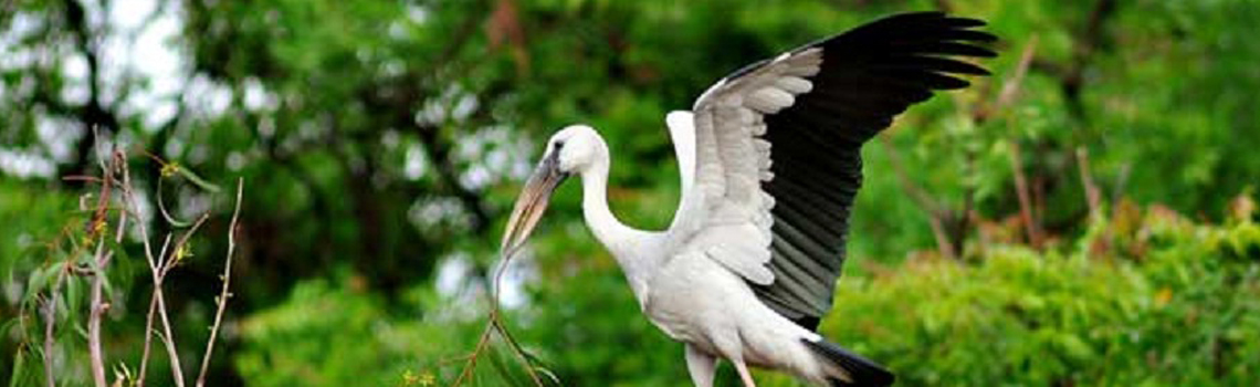 Kumarakom Bird Sanctuary