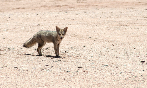 Kutch Desert Wildlife Sanctuary