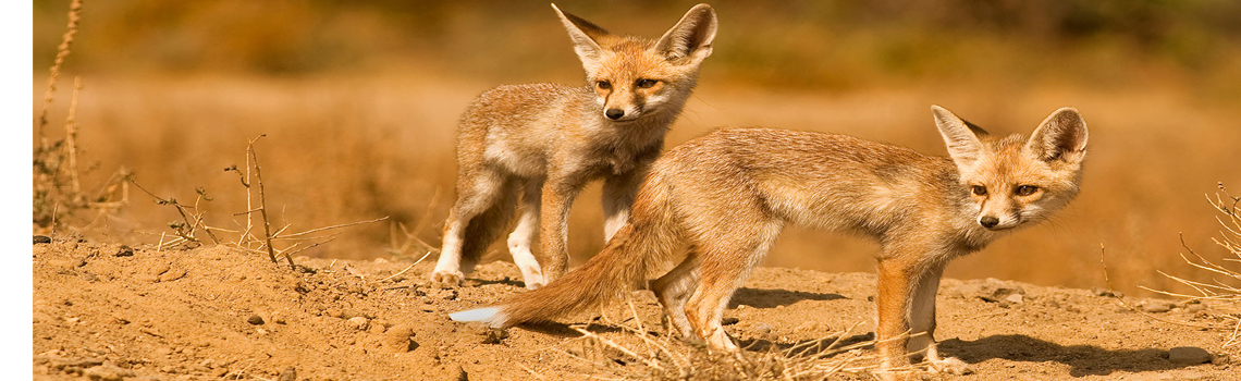 Kutch Desert Wildlife Sanctuary