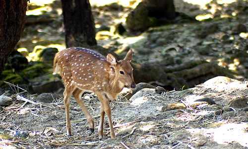 Malsi Deer Park