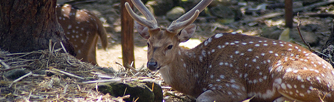 Malsi Deer Park