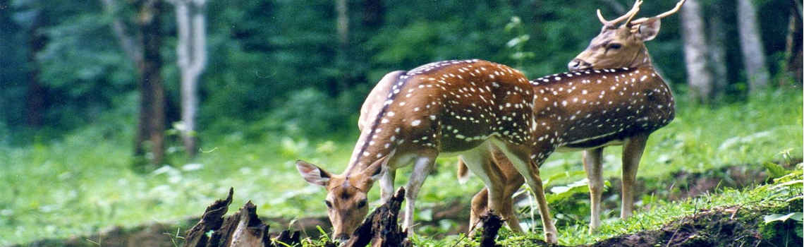 Manali Sanctuary