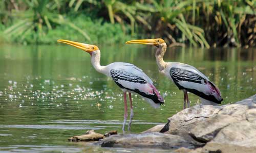 Mangalavanam Bird Sanctuary