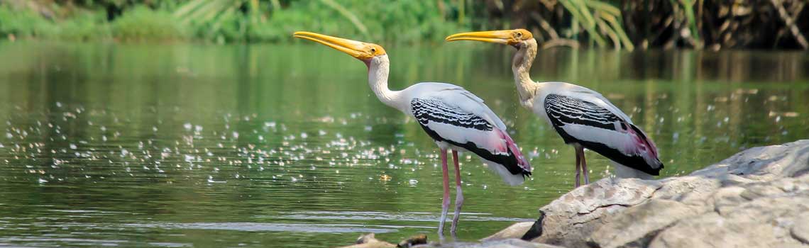 Mangalavanam Bird Sanctuary