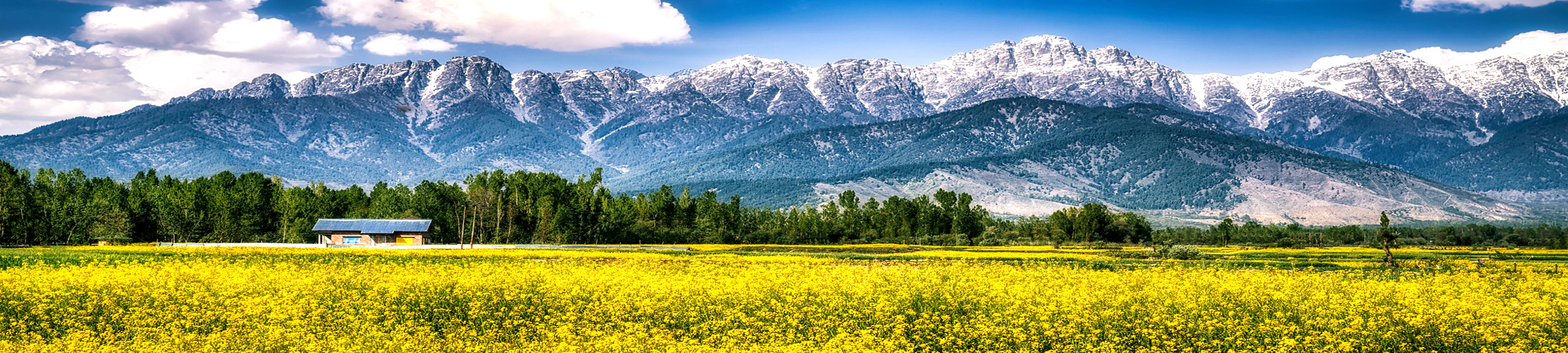 Meadow of Flowers