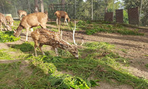 Mrig Vihar Zoo