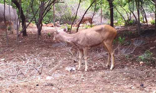 Mrugavani National Park