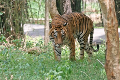 Mudumalai National Park