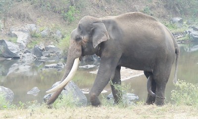 Mudumalai National Park