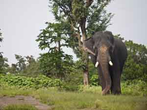 Mudumalai National Park