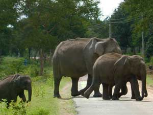 Mudumalai National Park