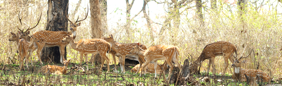 Mudumalai national park