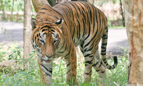 Mudumalai national park