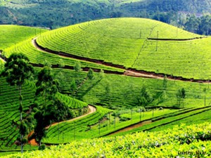 Munnar