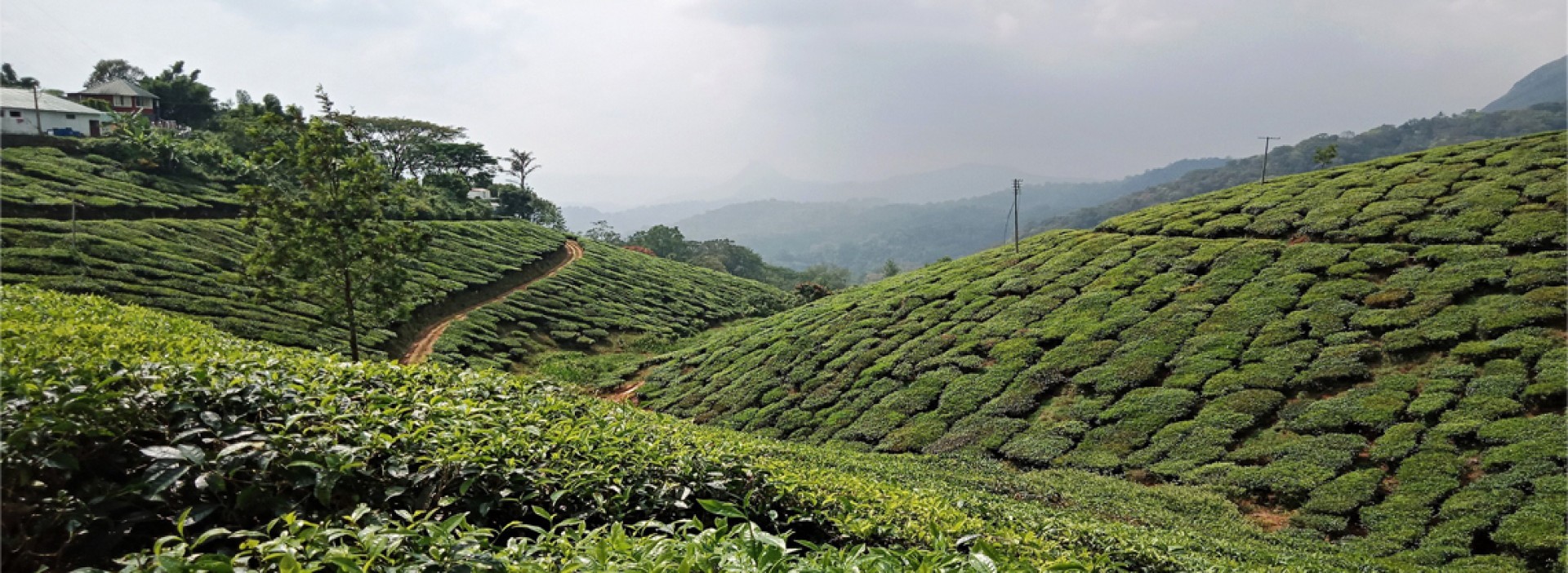 Munnar Beyond Tea Gardens