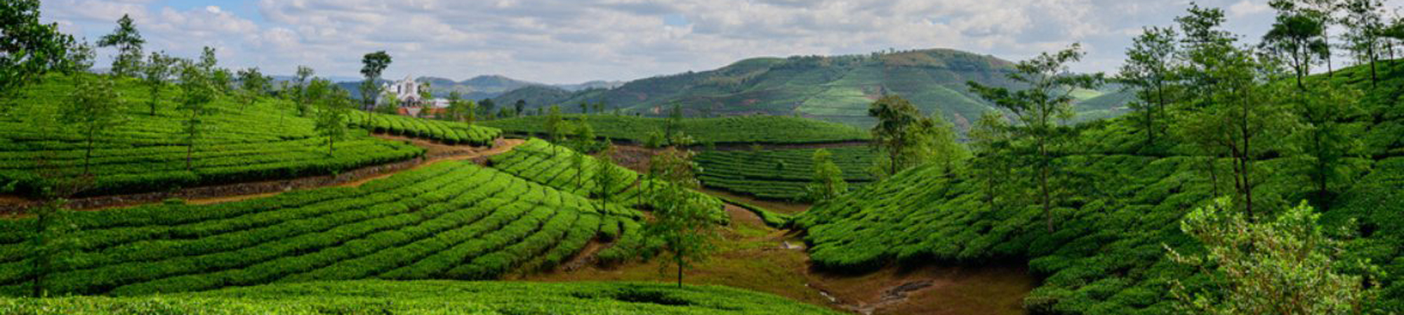 Munnar Tea Estate