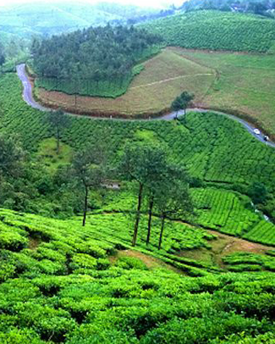 Munnar Tea Estate