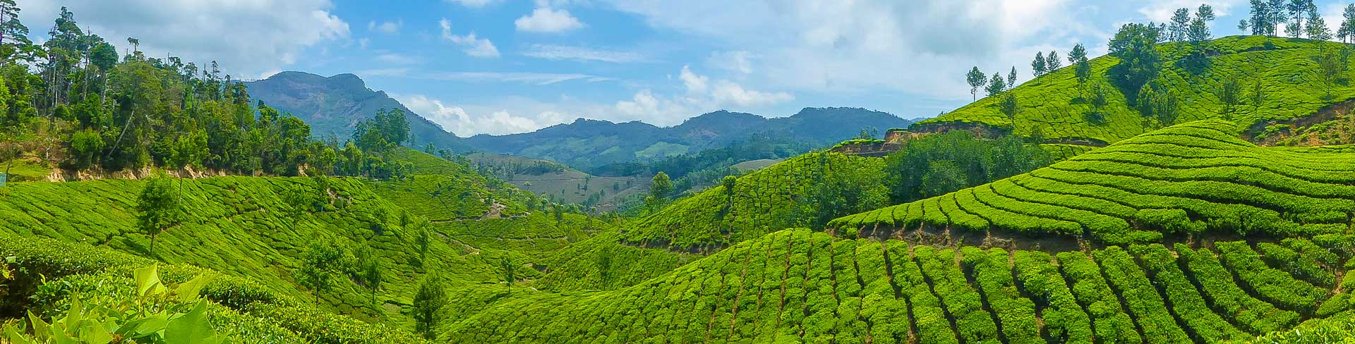 Munnar Tea Estate