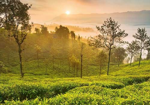 Munnar Tea Plantations Sunrise