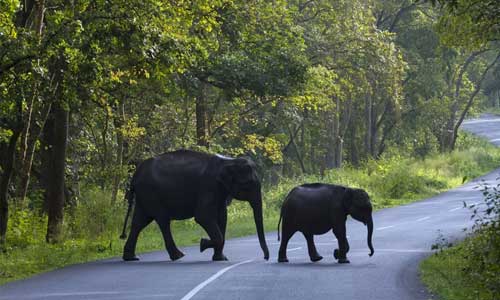 Muthanga wildlife sanctuary, Wayanad