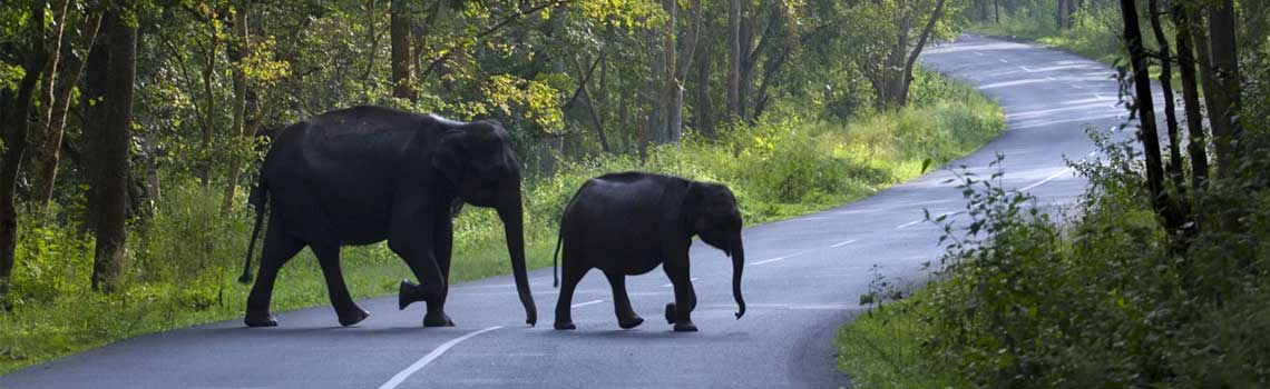 Muthanga wildlife sanctuary, Wayanad