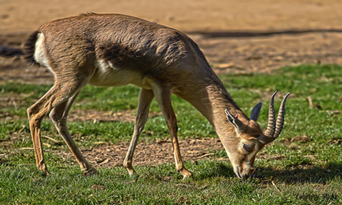 Mysuru Zoo