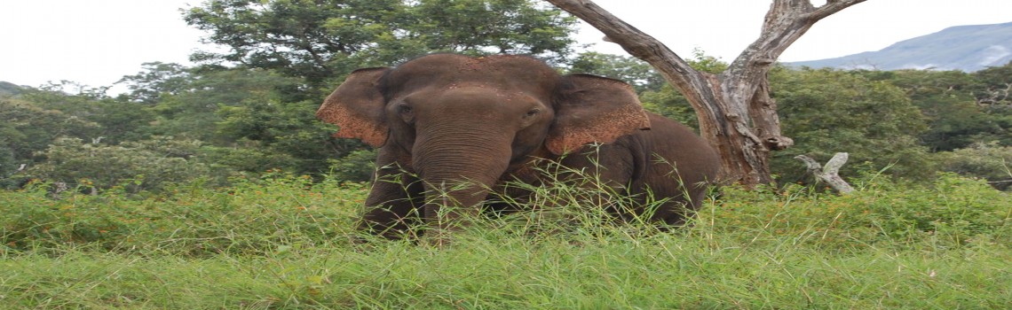 Nagarahole national park