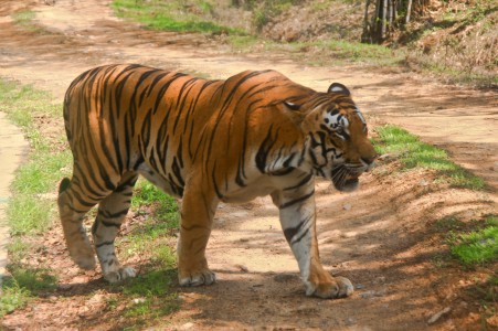 Nagarahole national park