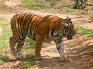 Nagarahole Tiger Reserve