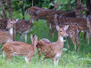 Nagarhole National Park