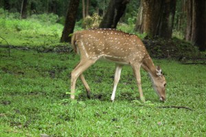 Nagarhole National Park