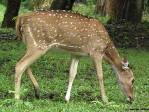 Nagarhole National Park