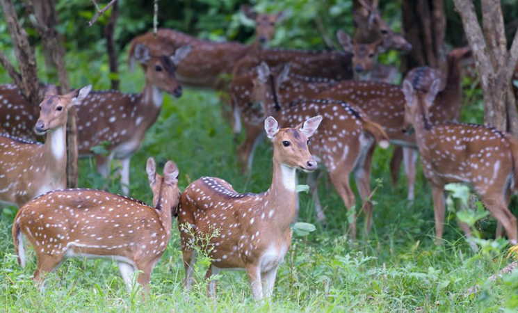 Nagarhole National Park