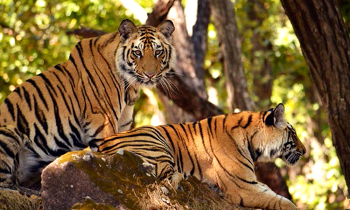 Nagarjuna Sagar Srisailam Tiger Reserve